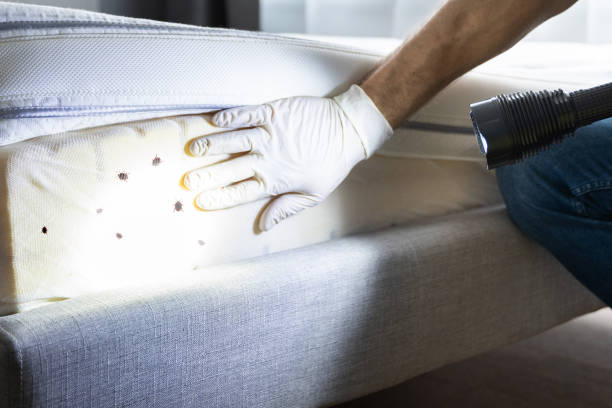 Best Affordable Pest Control Services  in St Marys, PA