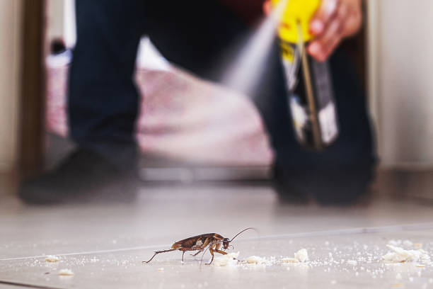 Best Flea Control Services  in St Marys, PA